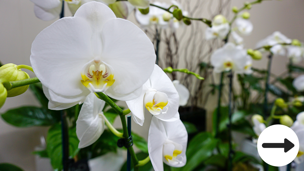 Phalaenopsis Orchid houseplant care 