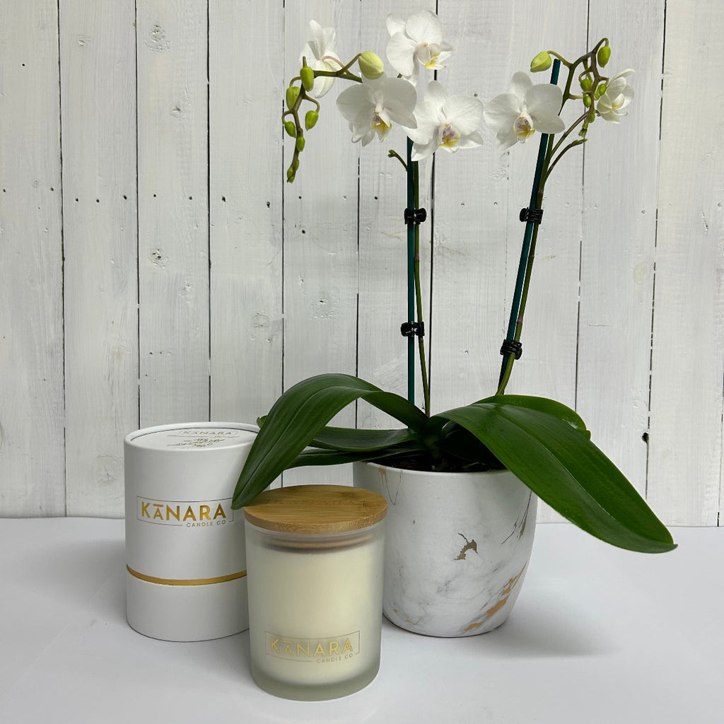 orchid and candle gift set chch flowers moffatts