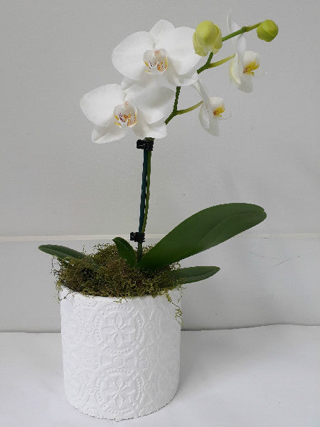 white orchid phalaenopsis moffatts flower compant