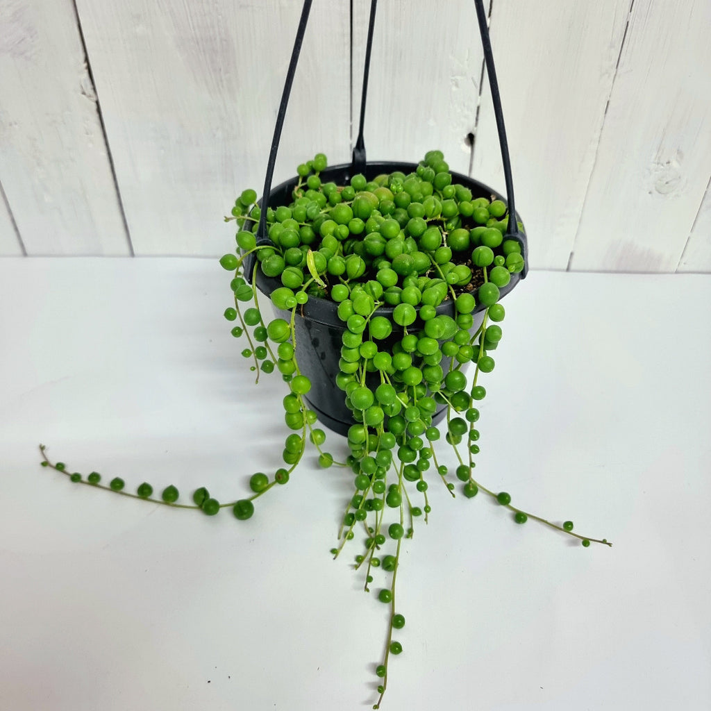 String of pearls Moffatts shop or online hanging pot 