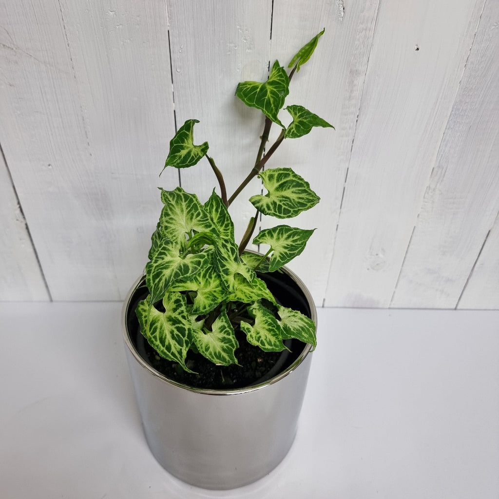 rare syngonium batik pot plant
