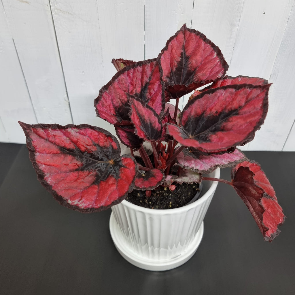 Begonia Red Kiss houseplant moffatts