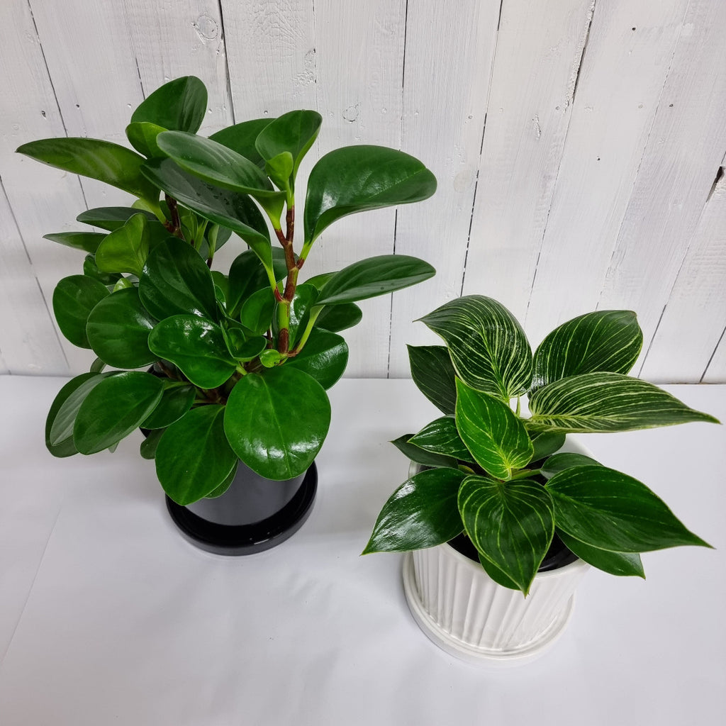 Philodendron Birkin and Peperomia Obtusifilia Jade online moffatts bundle and save