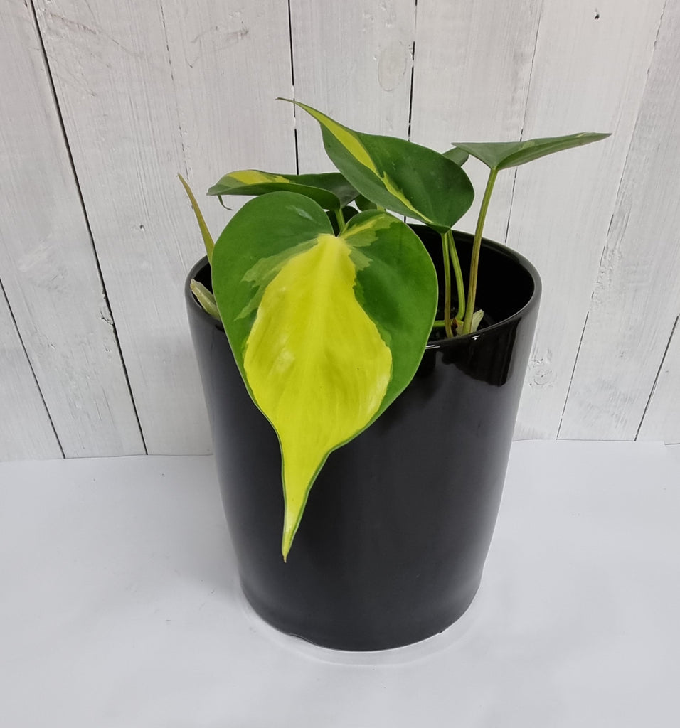brasil philodendron gift in ceramic pot moffatts chch online delivery