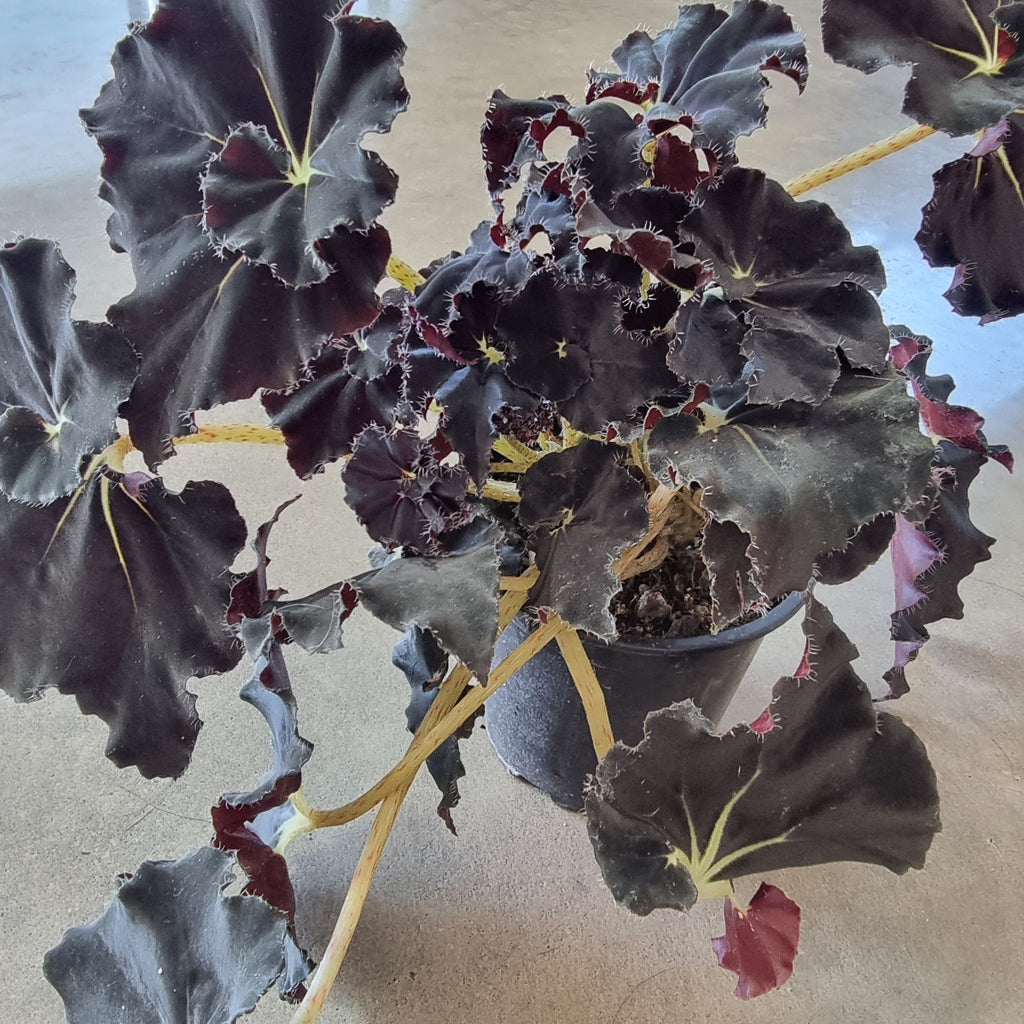 houseplants chch Begonia black mamba popular indoor houseplant
