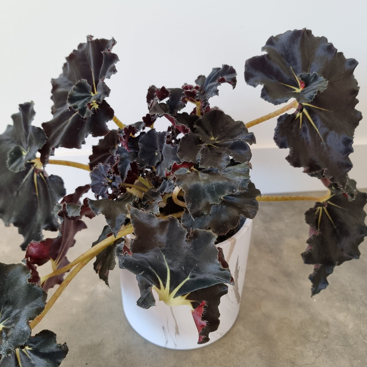Exotic Elegance: The Captivating Black Mamba Begonia Flower