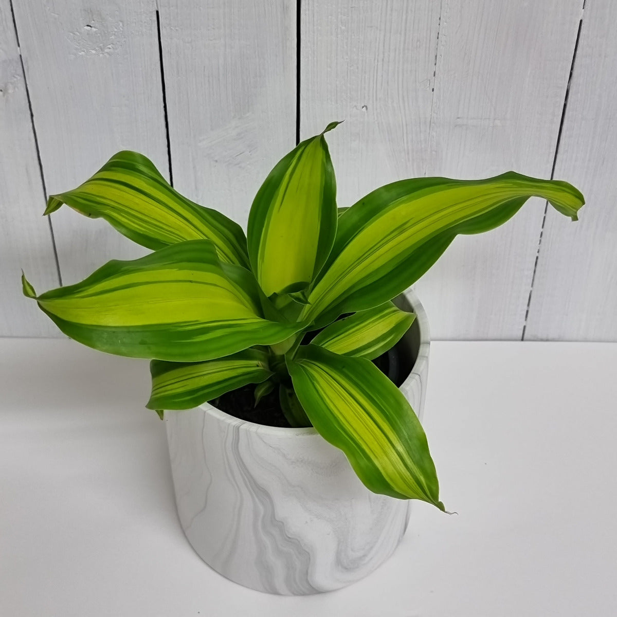 Dracaena Massagena Marley Buy Indoor Plants Online Christchurch