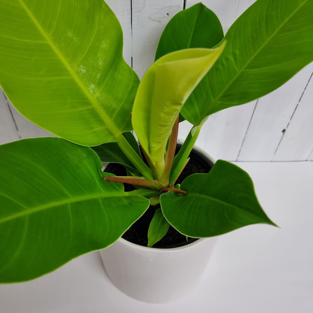 philodendron imperial Golden moffatts online gift