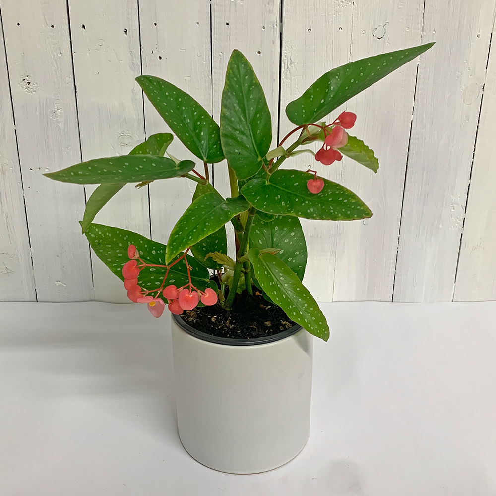Begonia Maculata Angel Wing houseplant for sale mothers day
