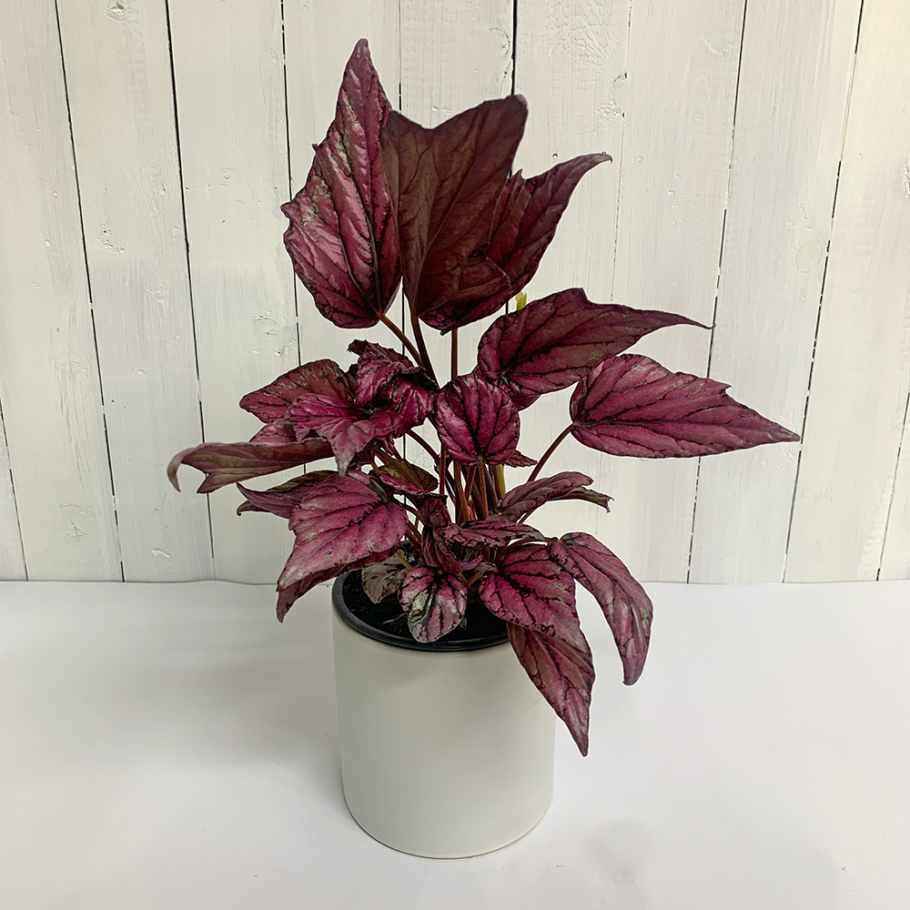 Rex Begonia in pot for sale online