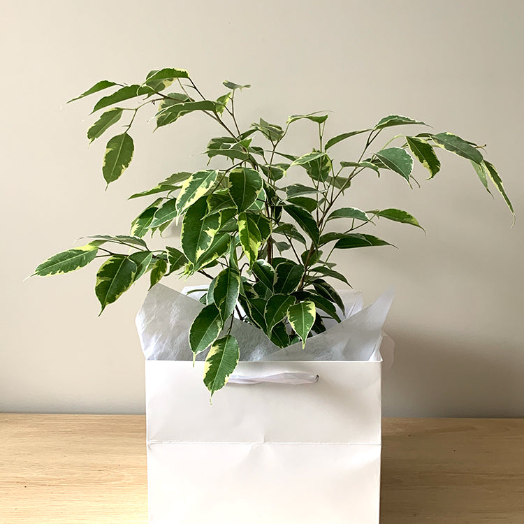 Ficus Benjamina weeping fig Variagated House Plant