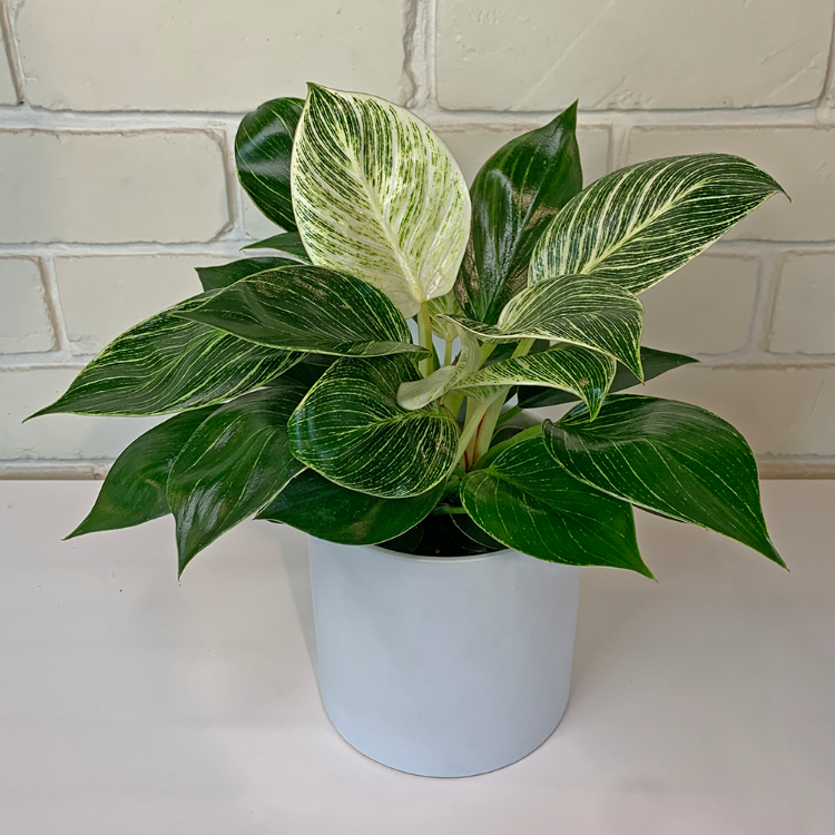 philodendron Birkin House Plant