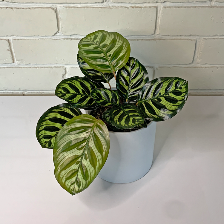 Buy Calathea Makoayna Indoor Plant & Pot Nationwide Delivery, NZ