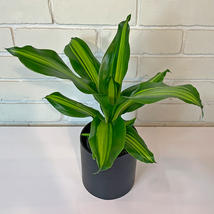 Dracaena Massagena Marley Buy Indoor Plants Online Christchurch
