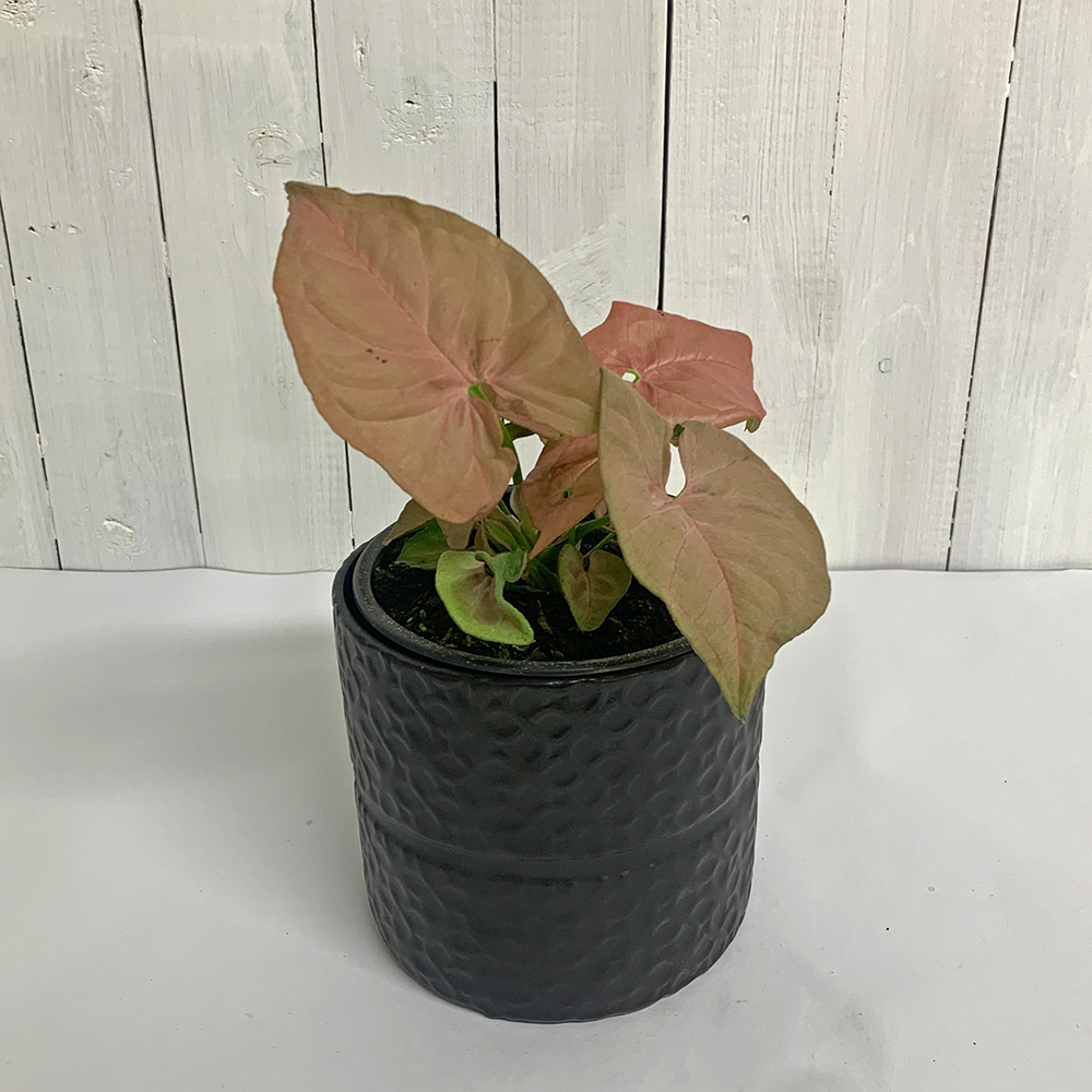 Syngonium in Ceramic Pot Indoor House Plants New Zealand Delivery