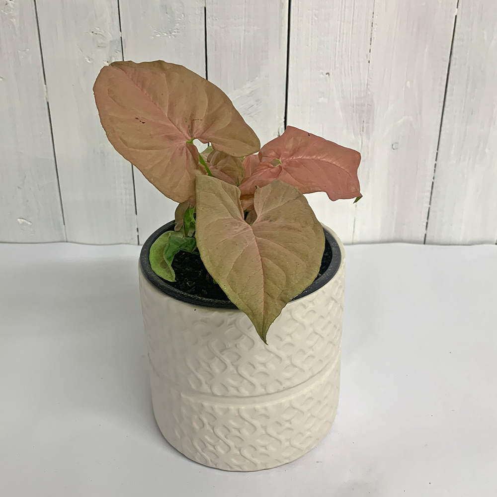 syngonium neon houseplant in white pot online