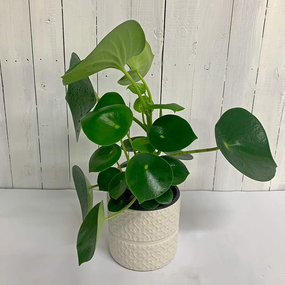 peperomia polybotrya plant for sale christchurch