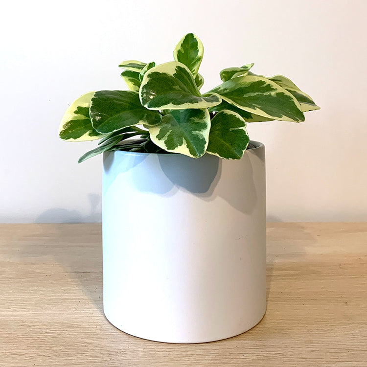 Peperomia Obtusifolia Variegated Indoor Plants Christchurch, NZ