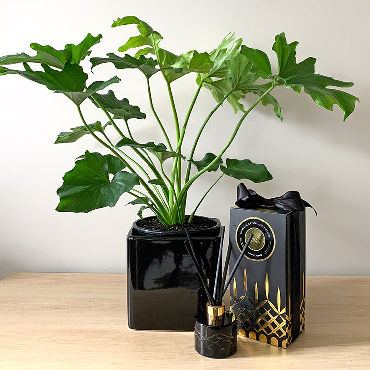 Mothers Day Philodendron Hope House Plant Gift Bundle