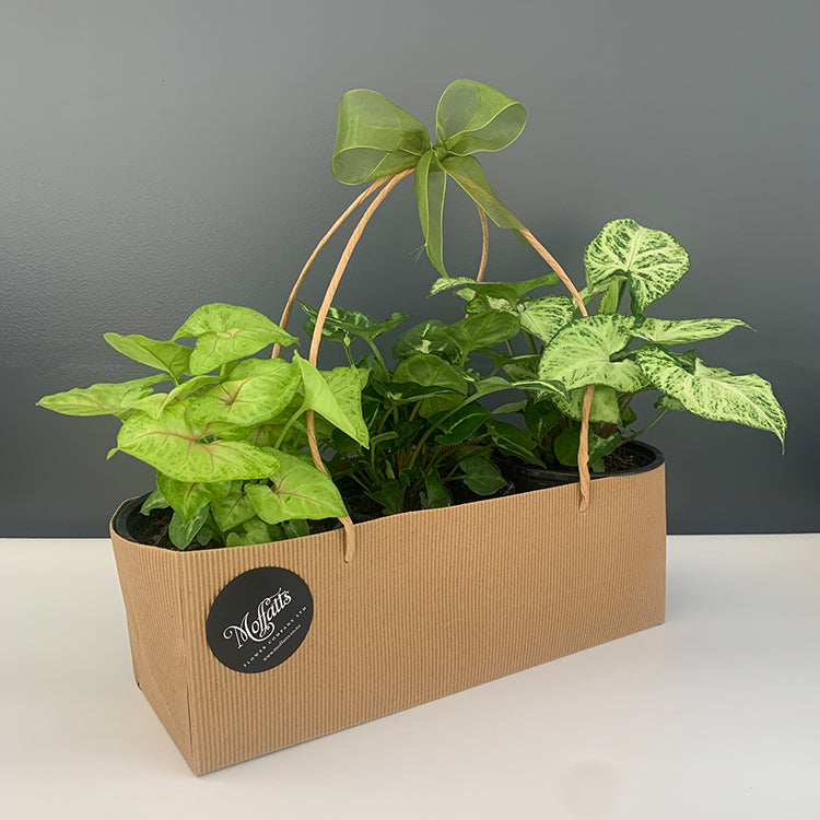Syngonium House Plant starter Pack