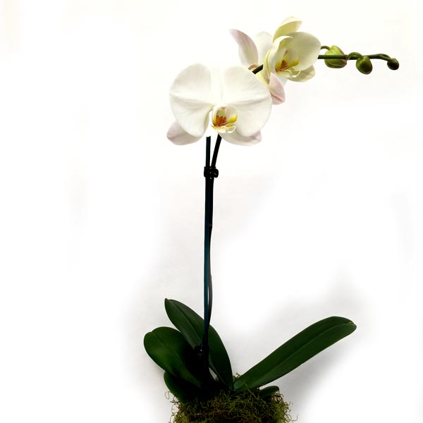 White phalaenopsis orchid in ceramic pot Christchurch NZ Moffatt's