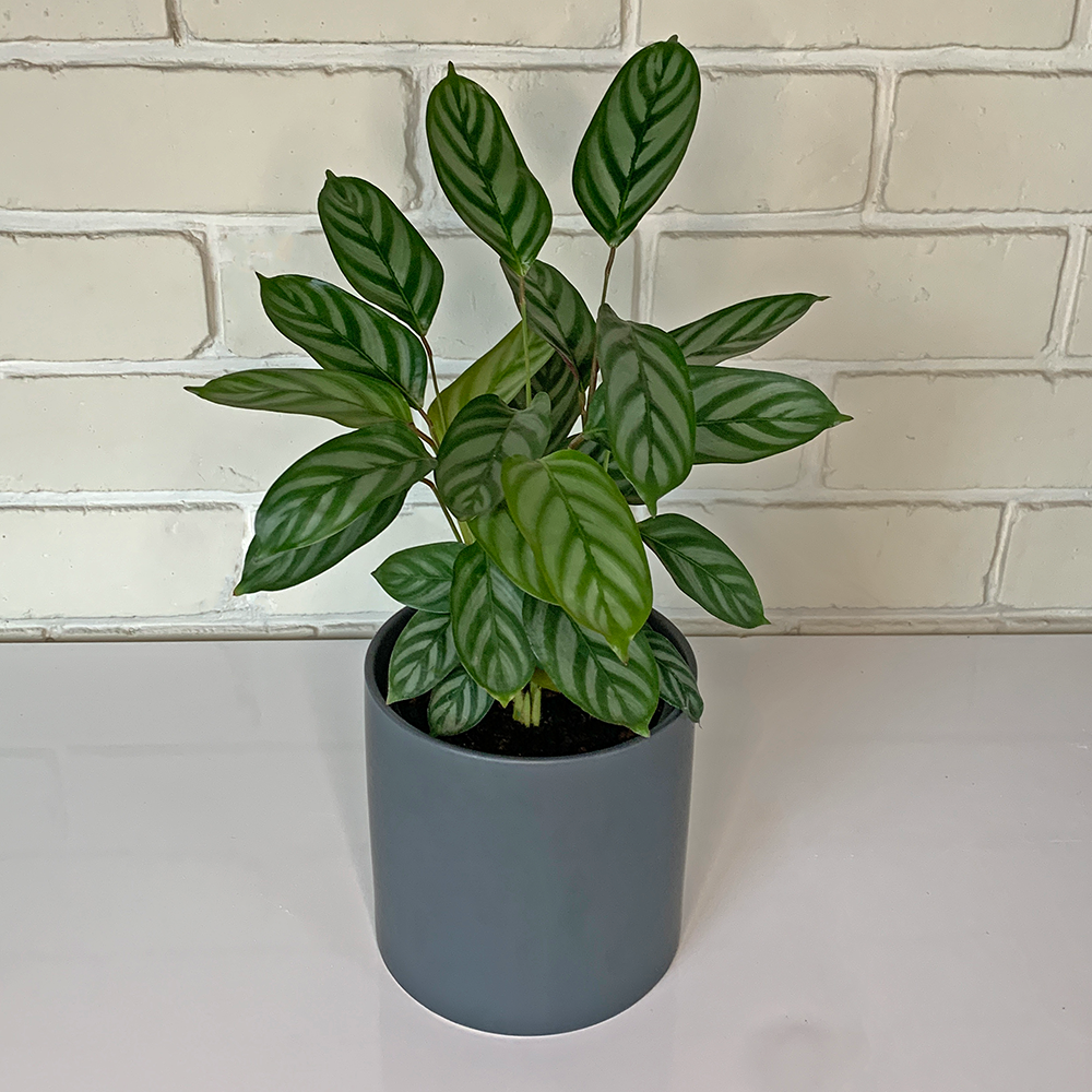 Calathea Louisae houseplant in grey pot online