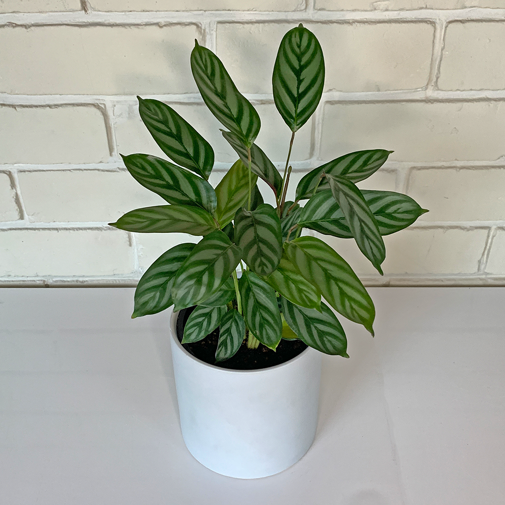 Buy Calathea Louisae Indoor Plant & Pot Nationwide Delivery NZ