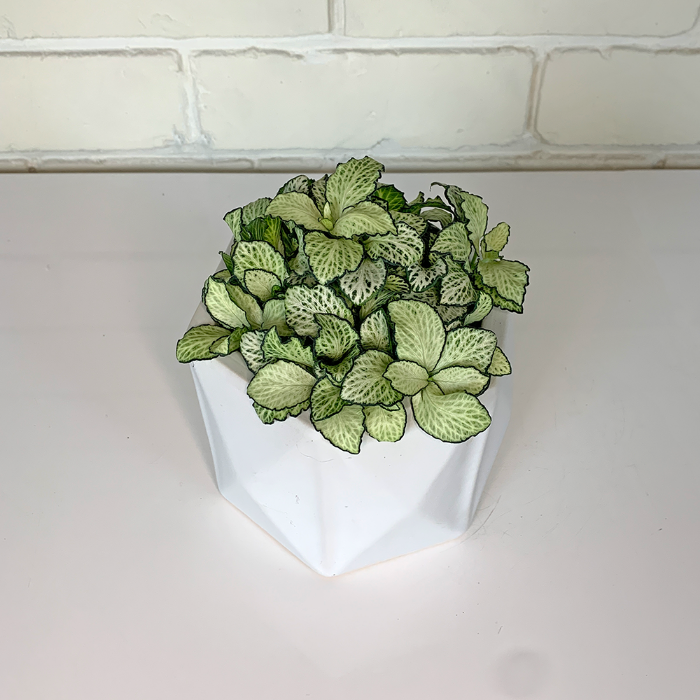 green fittonia in white pot 