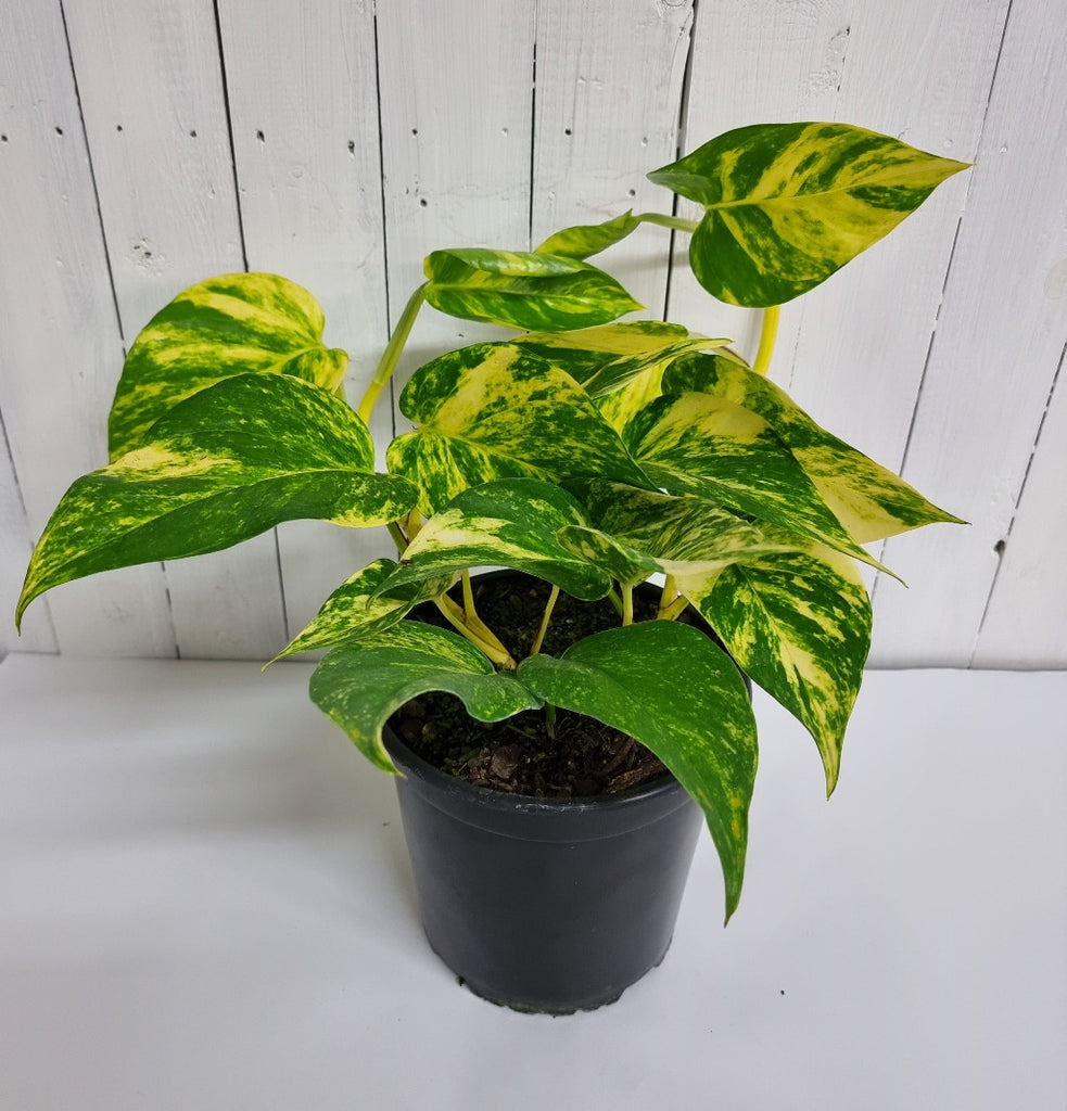 golden pothos moffatts south island delivery