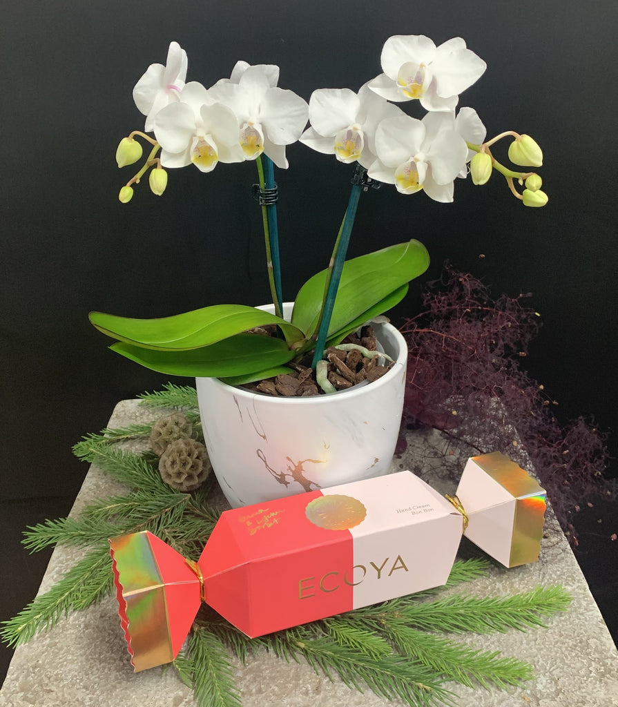 Mini Phalaenopsis Orchid and Ecoya gift Moffatts online chch
