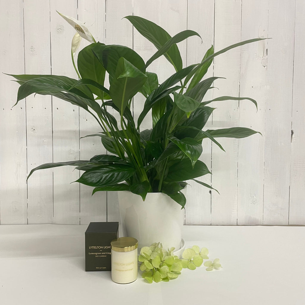 peace lily indoor houseplant chch lyttelton lights candle 