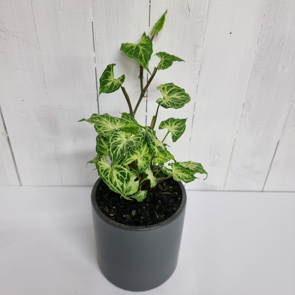 rare pot plant syngonium batik online