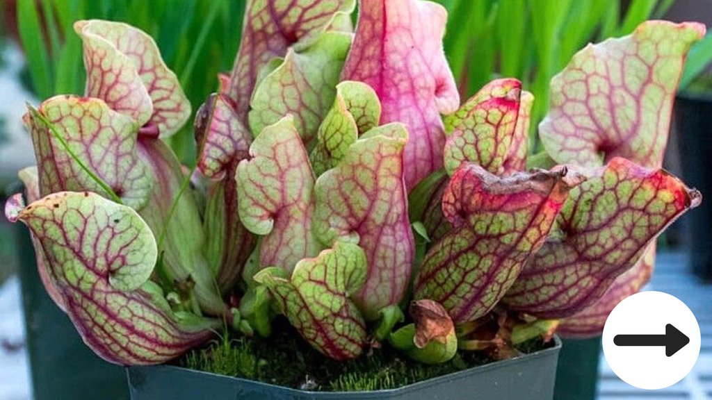 Carnivorous house plants for sale nz