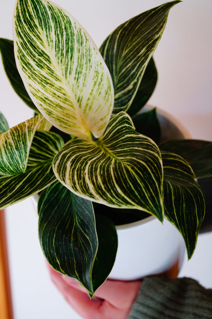 Best selection house plants at Moffatts Fiddle Leaf fig 