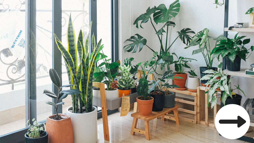 Houseplants benefits nz