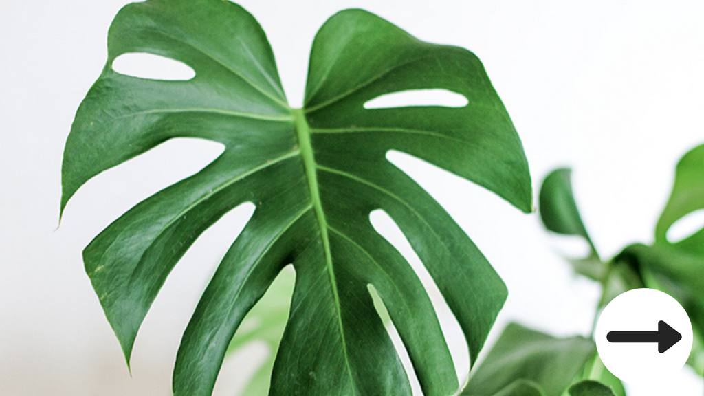 monstera deliciosa (fruit salad plant) christchurch