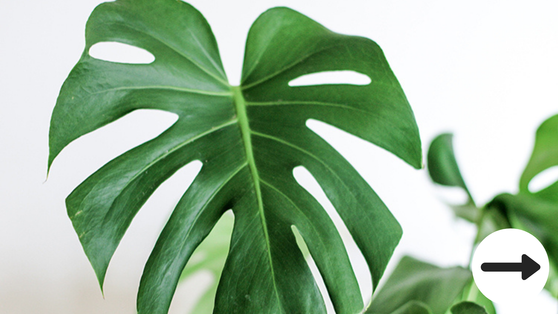Monstera Deliciosa Care | House Plant Tips and How-To's | Buy Online   Moffatt's Flower Company - Christchurch Florist, Houseplant & Gift Shop