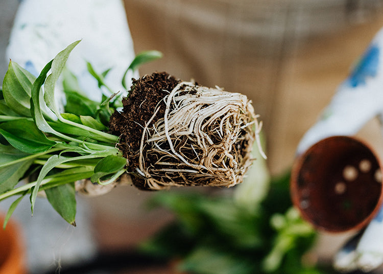When & How To Repot Your Houseplants: Simple Steps With Pictures   Moffatt's Flower Company - Christchurch Florist, Houseplant & Gift Shop