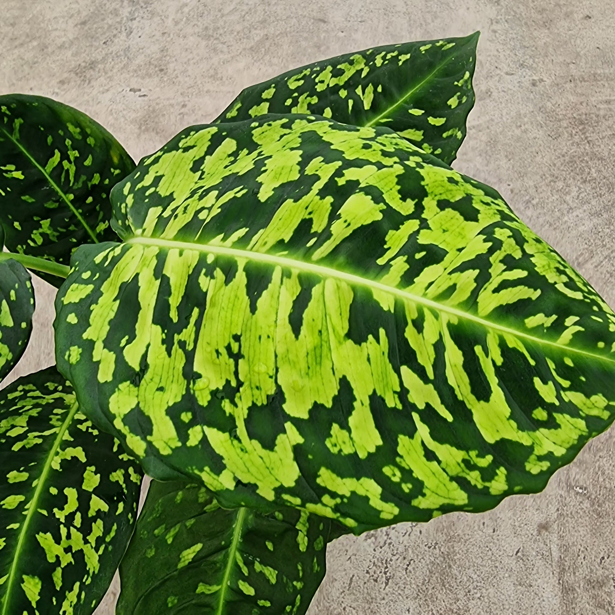 dieffenbachia nz Dieffenbachia Amoena Reflector- amazing velvety "glowing" lime green/g – Moffatt's Flower Company