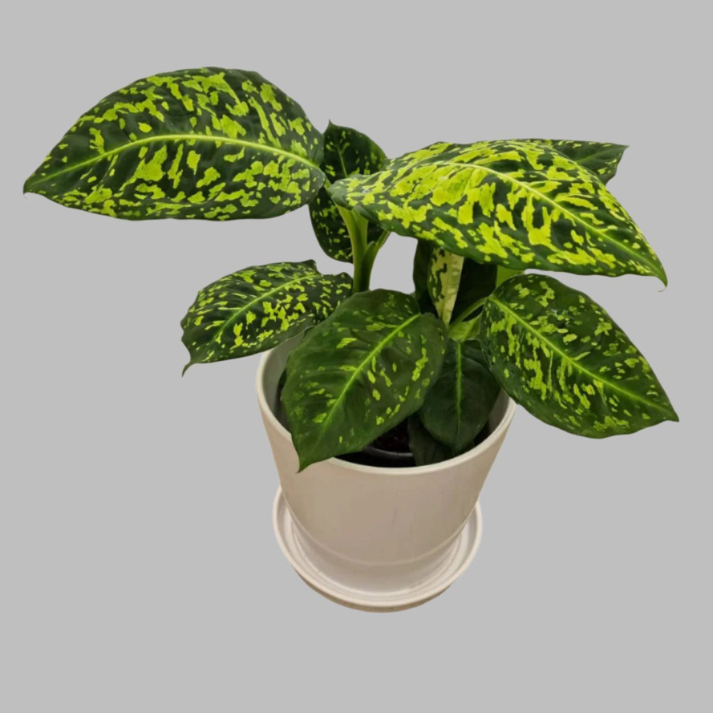 Dieffenbachia Reflector houseplant easy care popular