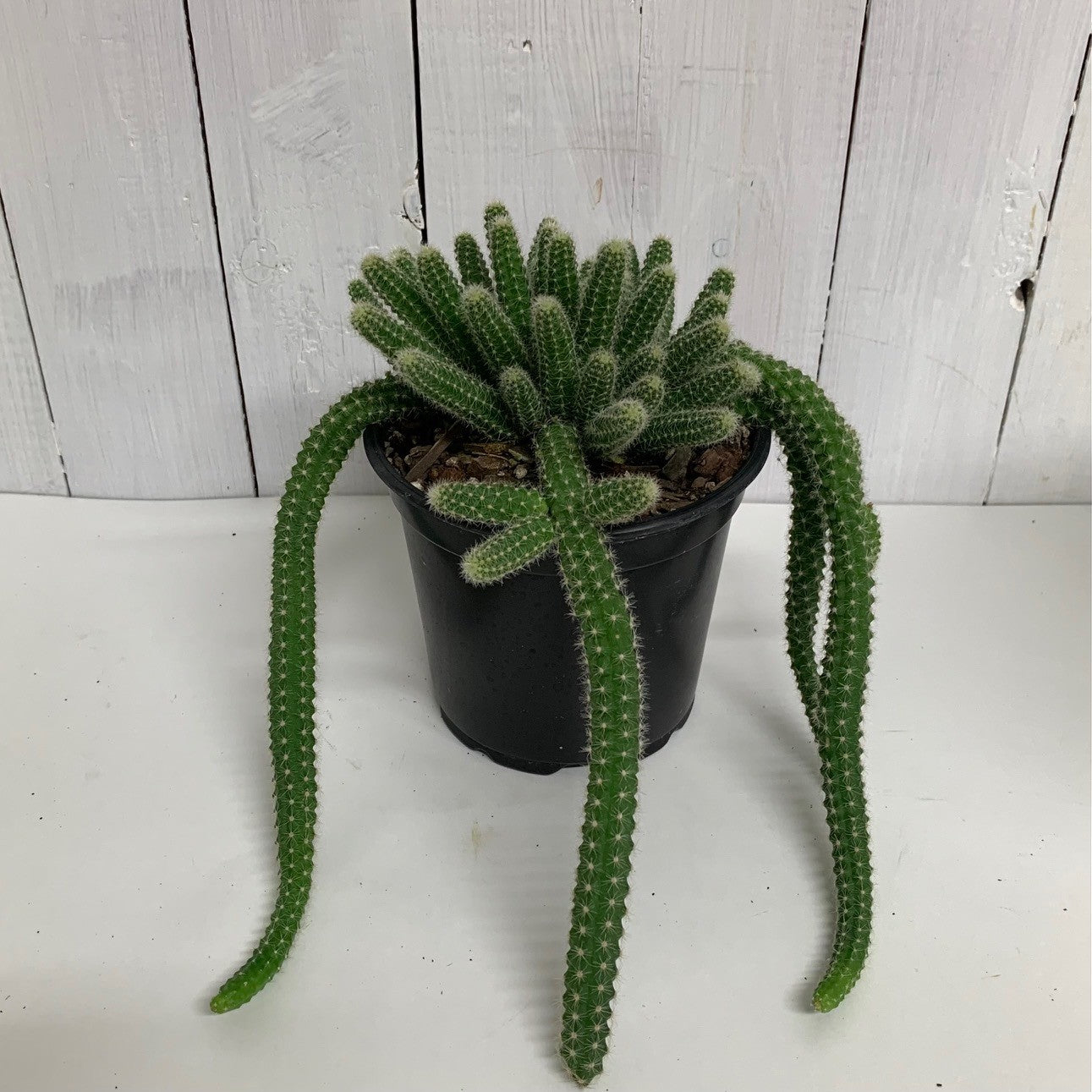Cool Cactus - your new favourite desert friend! – Moffatt's Flower Company 