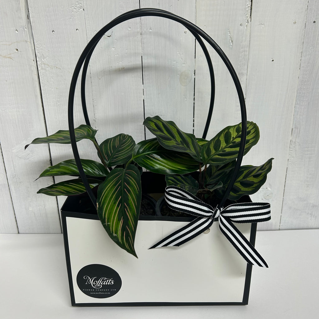 Perfect pet friendly plant bundle with Calathea Makoyana and Calthea Ornata great gift