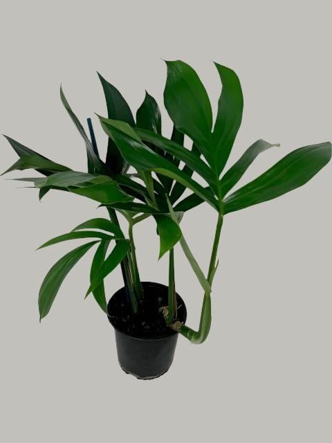 is dragon tail plant a monstera Monstera Deliciosa Plant | Buy Online | South Island Delivery – Moffatt's Flower Company