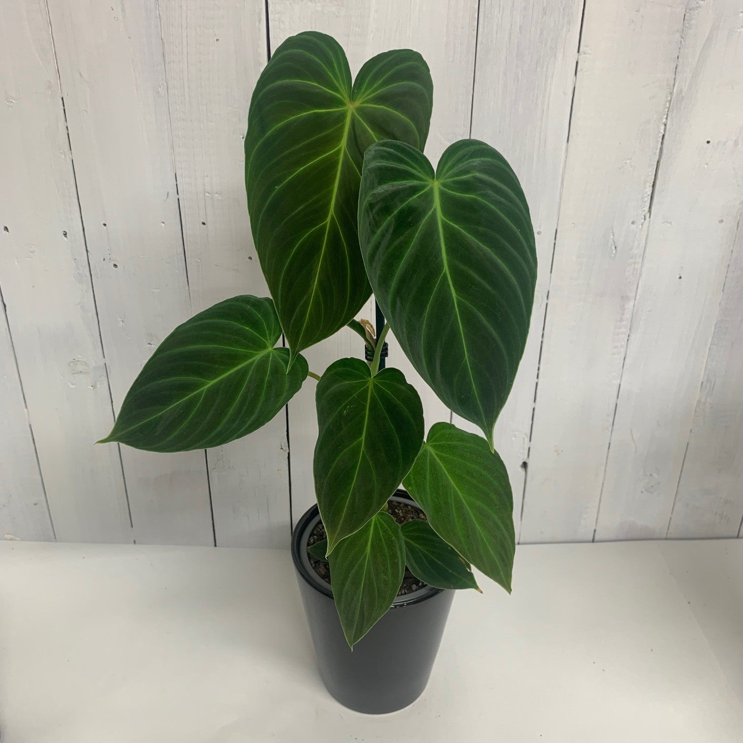 gloriosum philodendron nz Philodendron Gloriosum – Moffatt's Flower Company