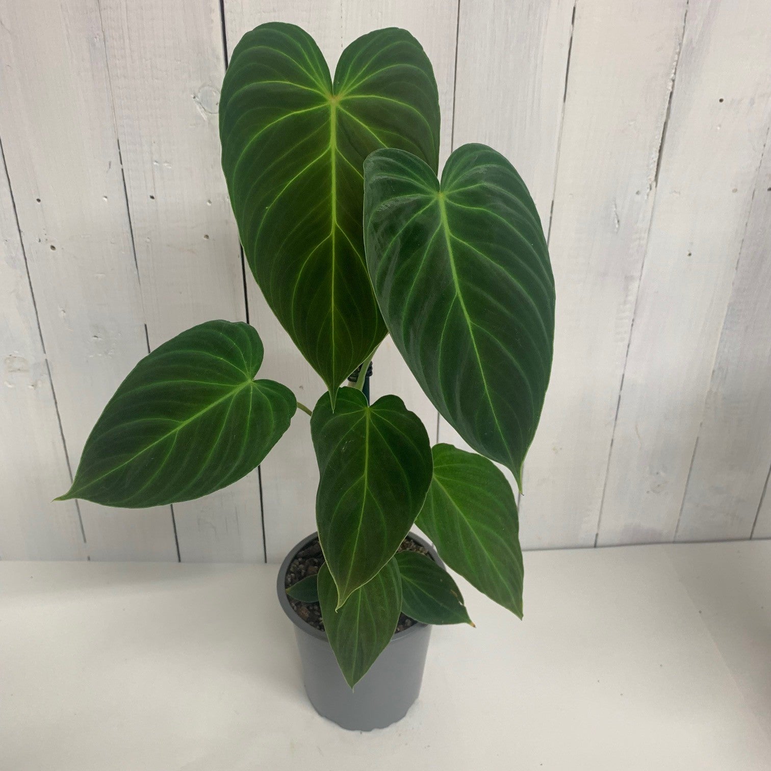 philodendron nz Philodendron Gloriosum – Moffatt's Flower Company