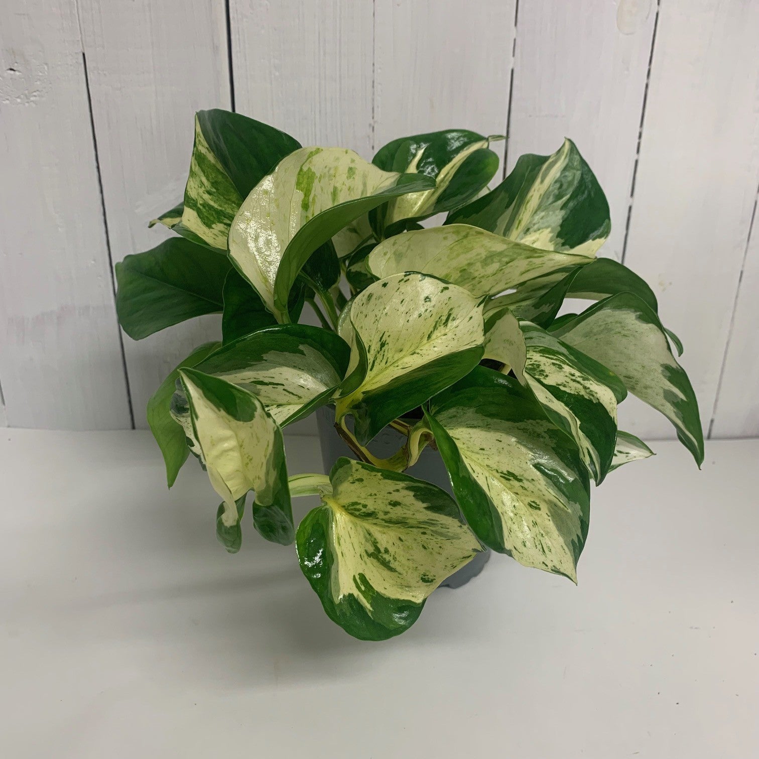 happy leaf pothos Lovely Happy Leaf plant - Manjula Epipremnum – Moffatt's Flower Company