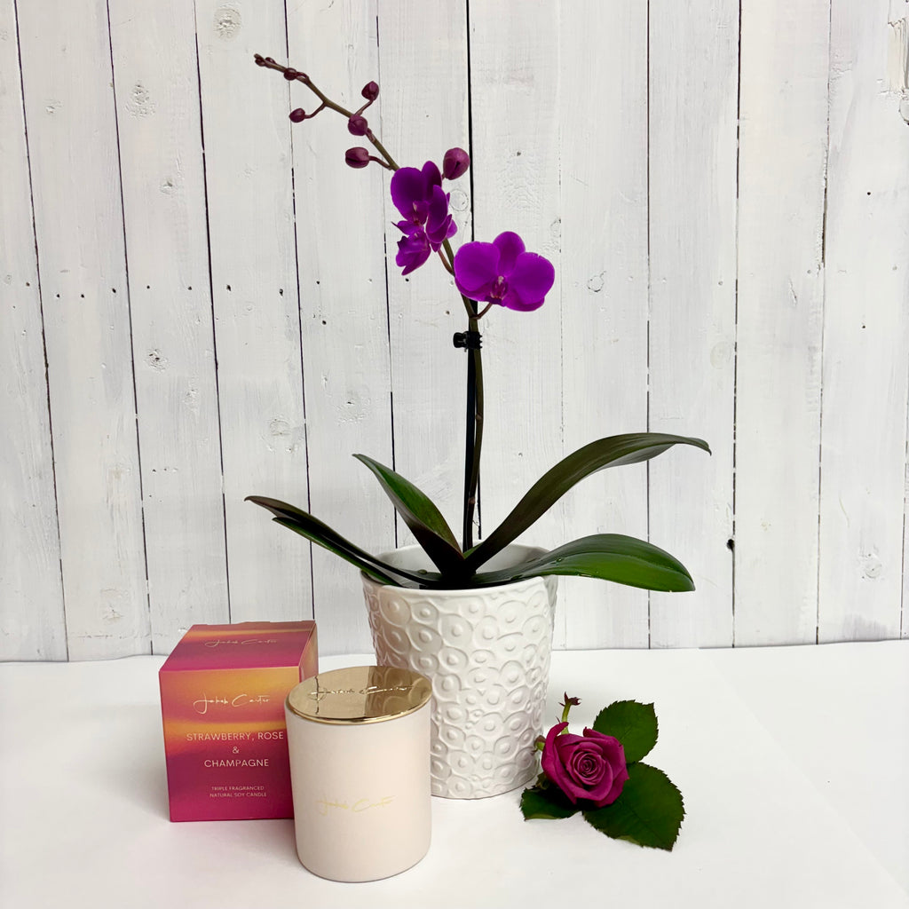 Orchid plant gift bundle with candle 