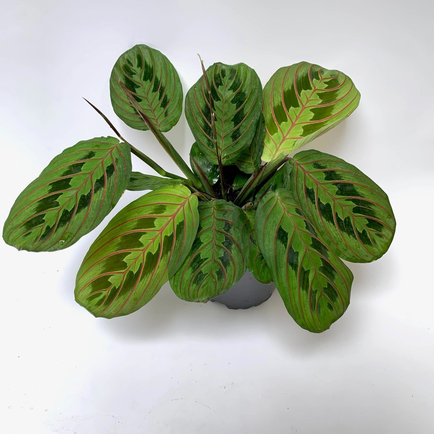 red stripe prayer plant Buy Calathea Makoayna | Indoor Plant & Pot | Nationwide Delivery, NZ – Moffatt's Flower Company