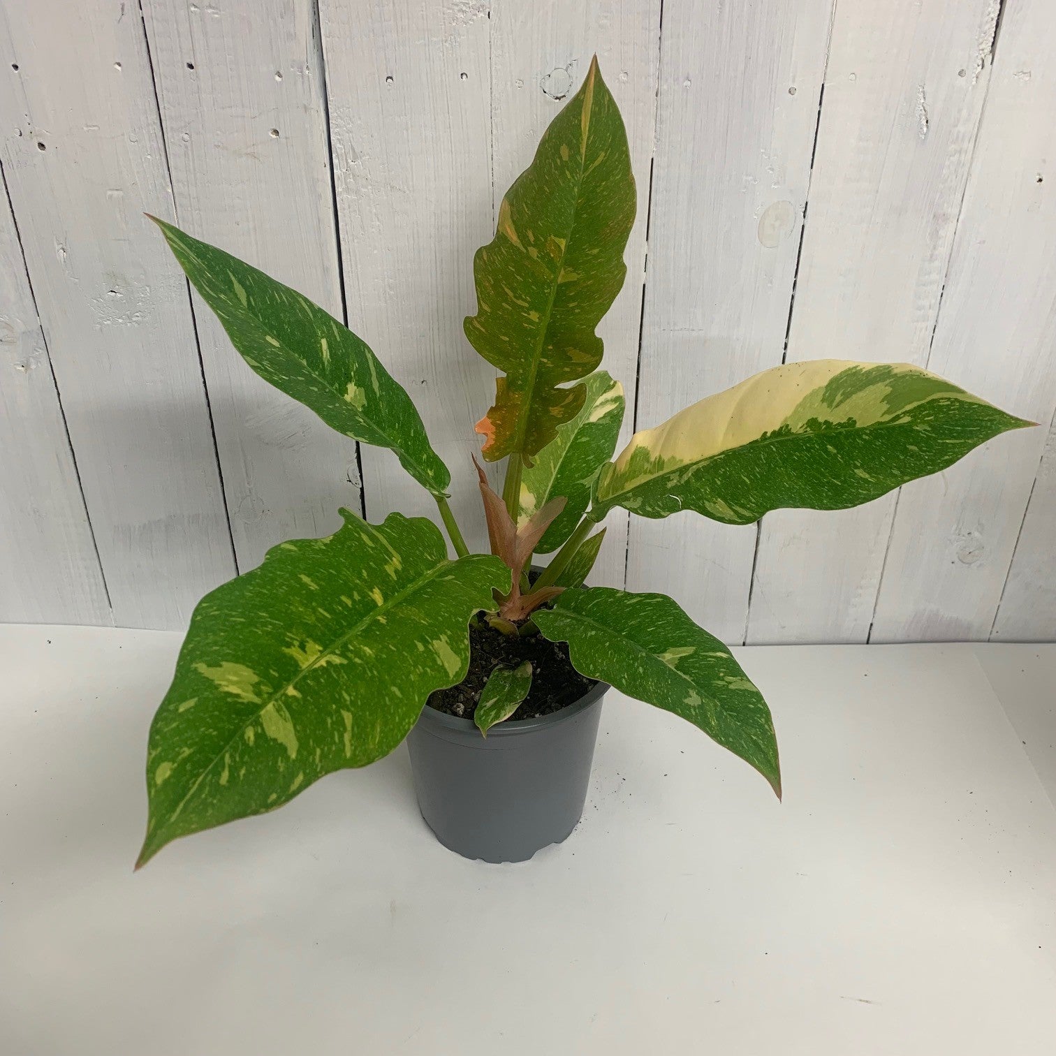 anthurium ring of fire Colourful Philodendron Ring of Fire – Moffatt's Flower Company
