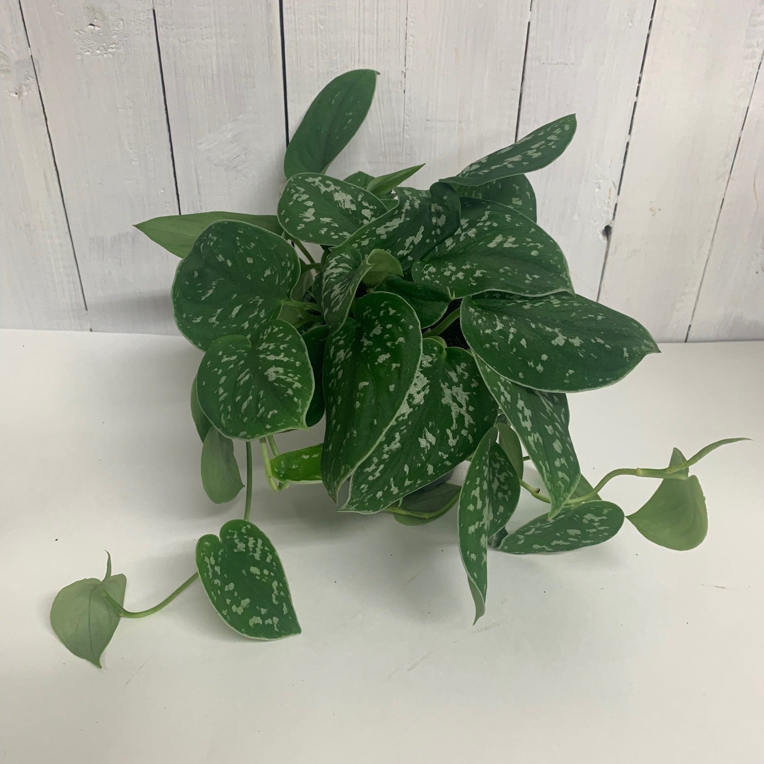satin pothos nz Scindapsus Pictus Silver Satin Pothos – Moffatt's Flower Company